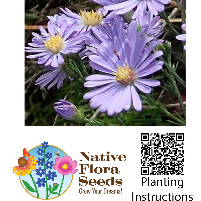Smooth Blue Aster Seeds (Symphyotrichum laeve) - Native Wildflower