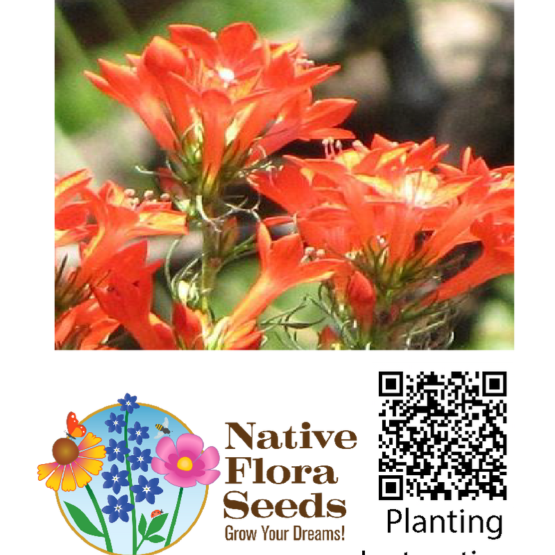 Standing Cypress Seeds (Ipomopsis rubra) - Native Wildflower
