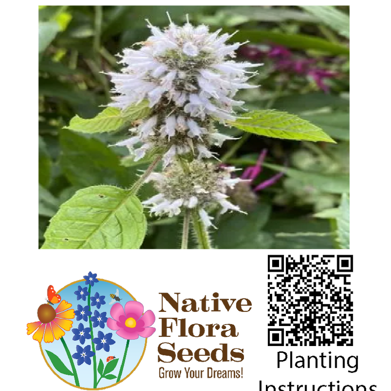 Hairy Wood Mint Seeds (Blephilia hirsuta) - Native Wildflower