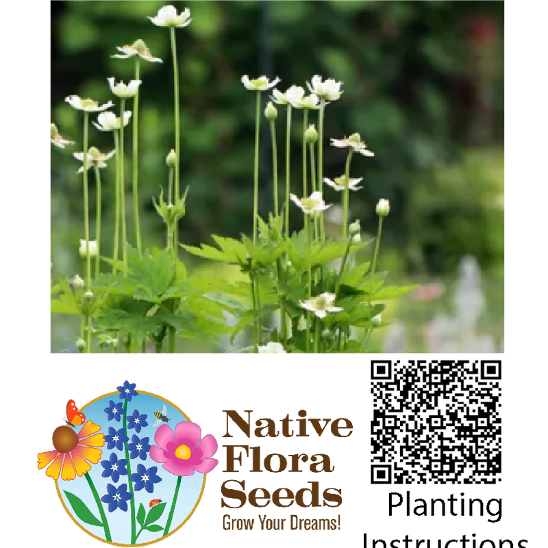 Tall Thimbleweed Seeds (Anemone virginiana) - Native Wildflower