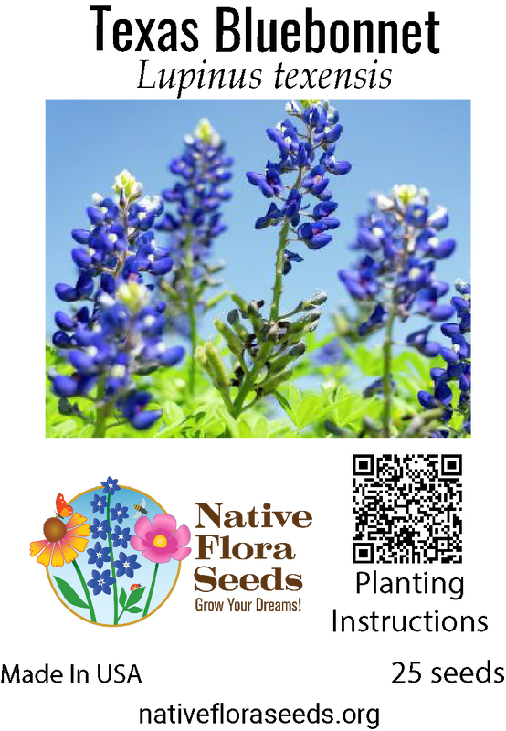 Texas Bluebonnet Seeds (Lupinus texensis) - Native Wildflower