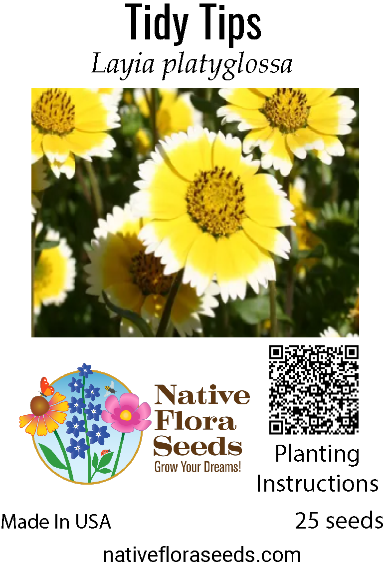 tips for planting wildflower seeds Tidy Tips Seeds - Layia platyglossa