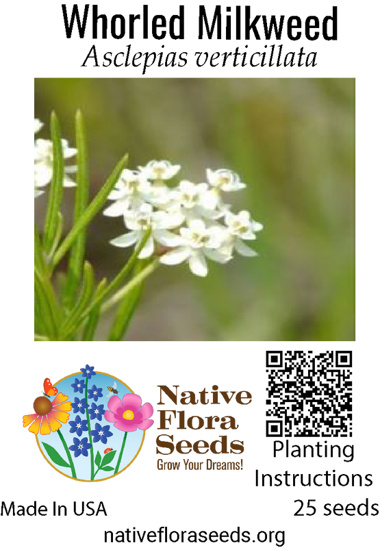 Whorled Milkweed Seeds (Asclepias verticillata) - Native Milkweed