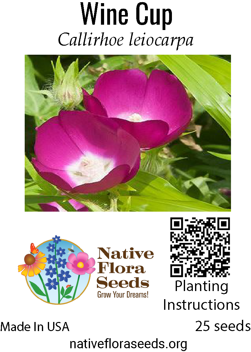 ground cover seeds for fall planting Wine Cup Seeds - Native Callirhoe Leiocarpa