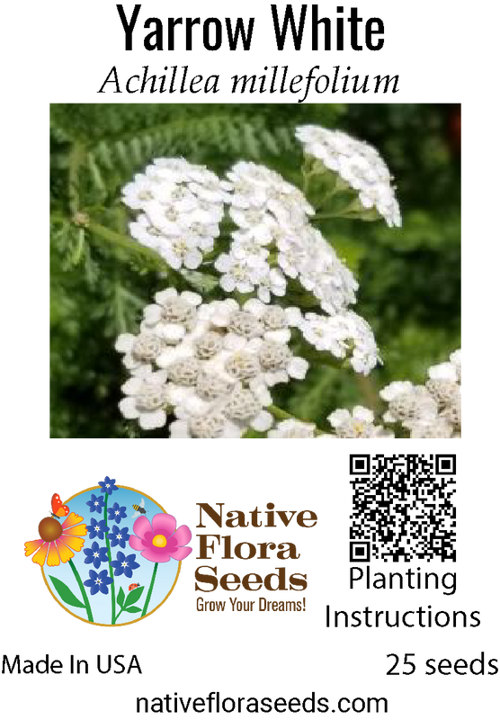 Yarrow - White Seeds (Achillea millefolium) - Native Wildflower