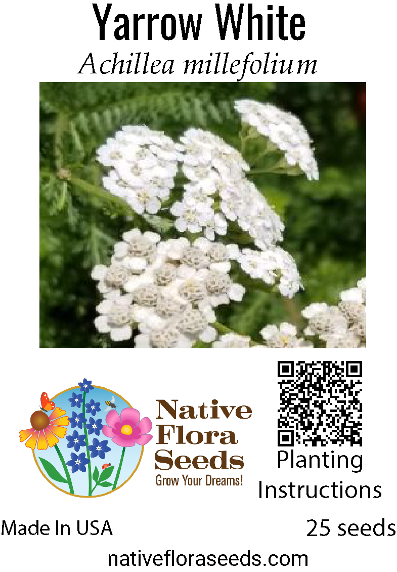plant yarrow seeds Achillea millefolium