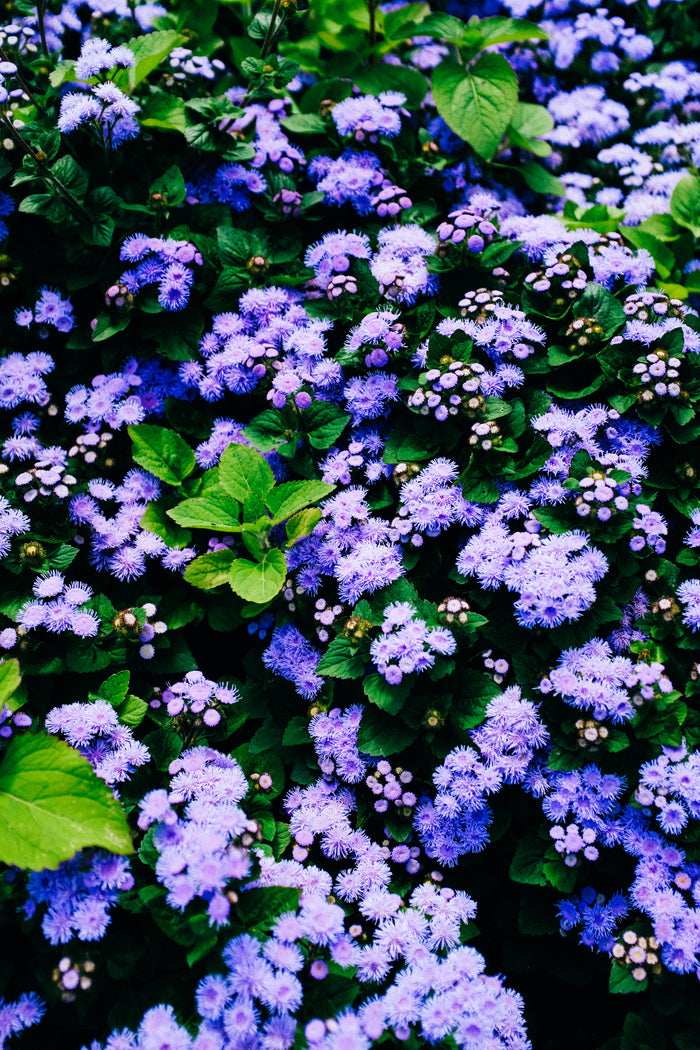 Pollinator Garden