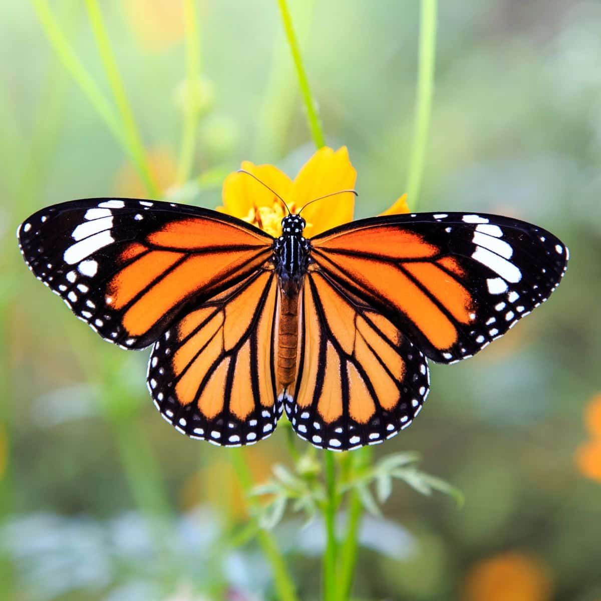 How to Save the Monarch Butterfly, Starting With Your Own Backyard