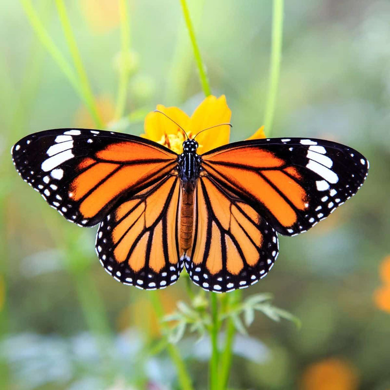 How to Save the Monarch Butterfly, Starting With Your Own Backyard