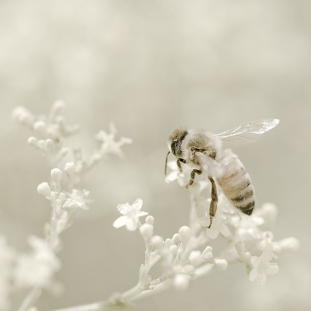 Honey bee pollinating small white native wildflowers
