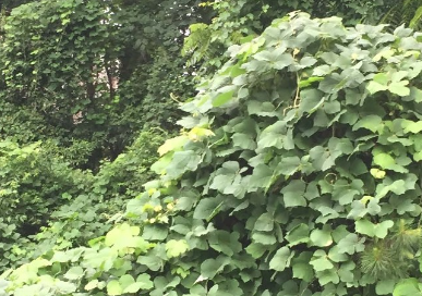 Dense invasive vine plants covering trees and shrubs in a green wooded area.