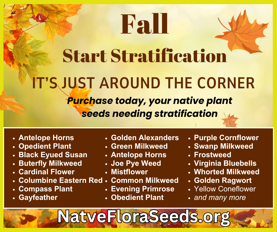 Fall Is the New Spring: Why Autumn Is the Best Time to Plant Native Seeds