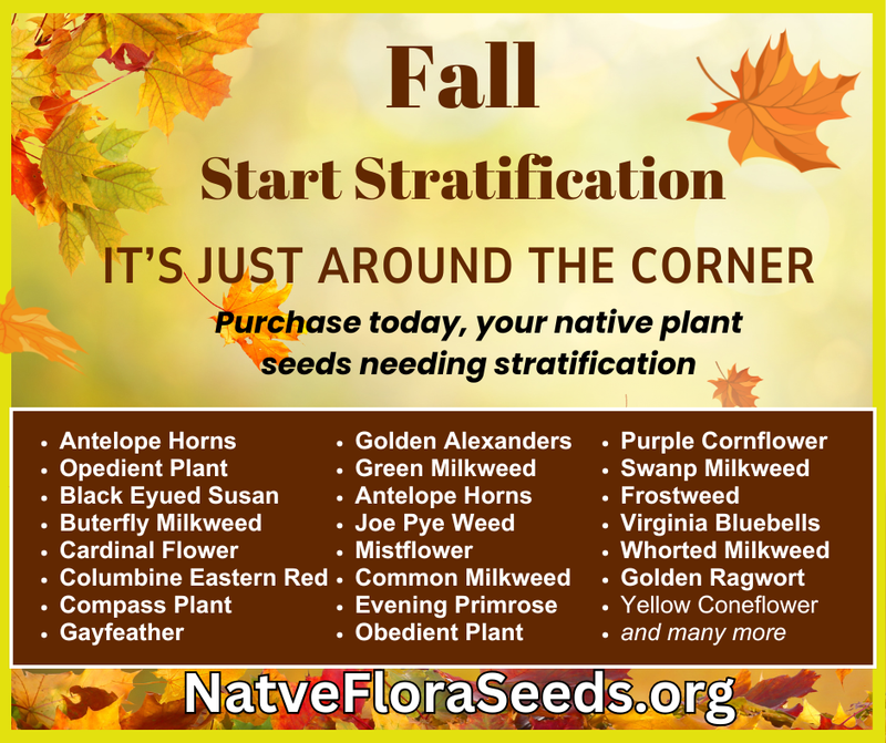 Fall Is the New Spring: Why Autumn Is the Best Time to Plant Native Seeds