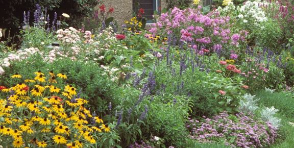 Colorful native wildflower garden with blooming flowers and lush green foliage