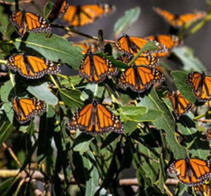 Monarch Butterflies Listed Endangered