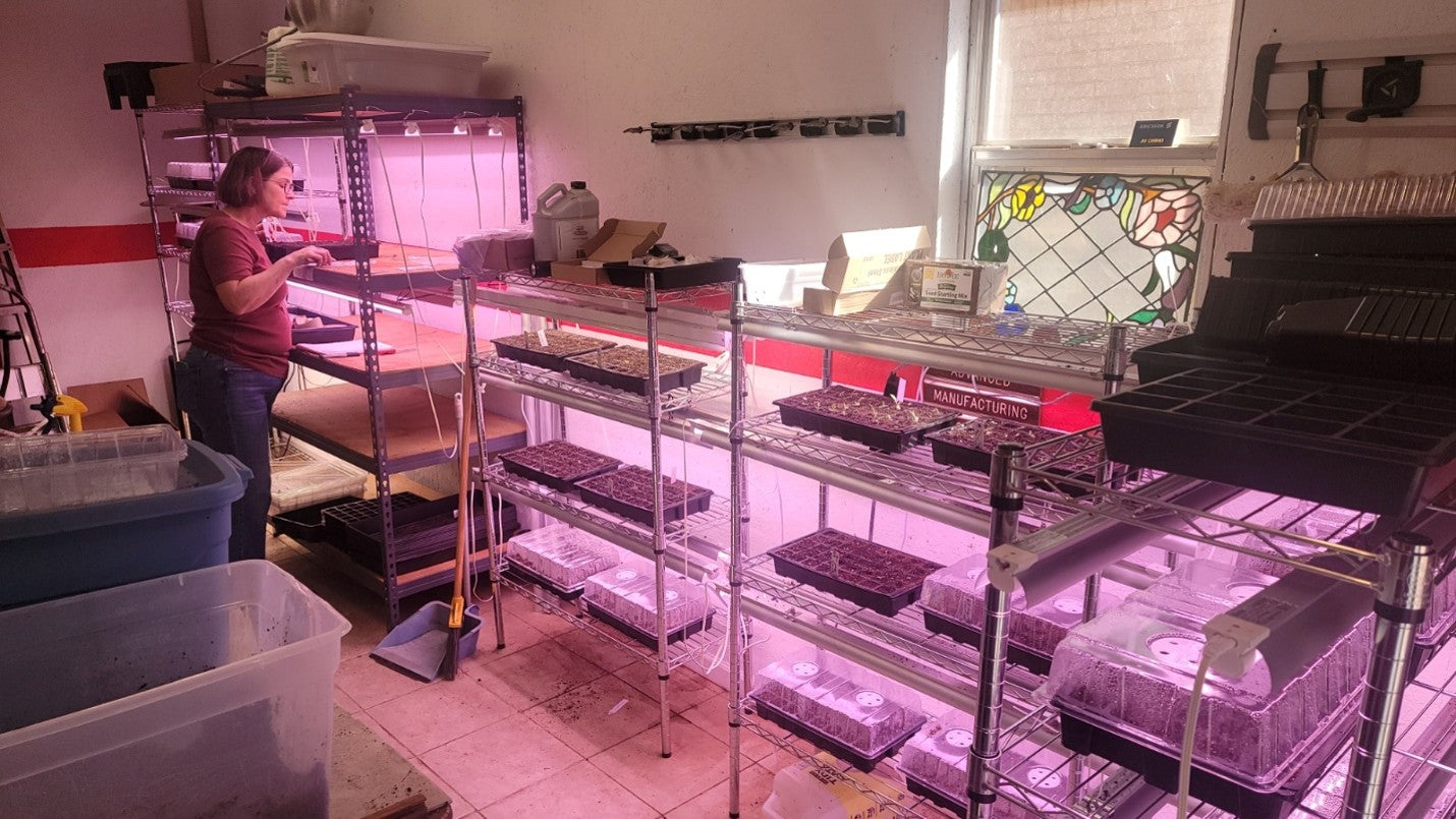 Why Your Native Seeds Didn't Sprout (And Why That's Probably Not the Seeds' Fault)
