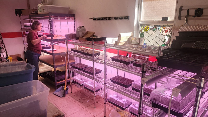 Why Your Native Seeds Didn't Sprout (And Why That's Probably Not the Seeds' Fault)