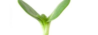 Healthy green seedling with two leaves isolated on white background, native plant growth