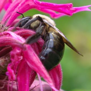Bee pollinating vibrant pink native flower in garden setting