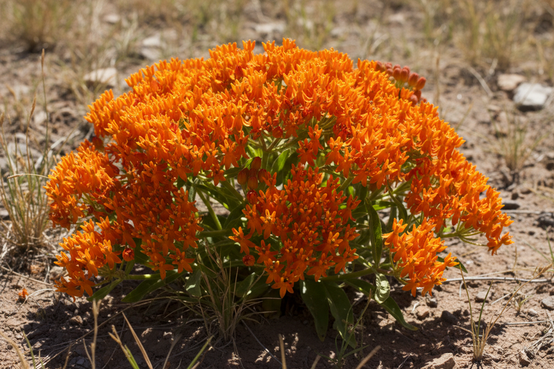 Bright orange butterfly milkweed blooming in dry summer conditions.