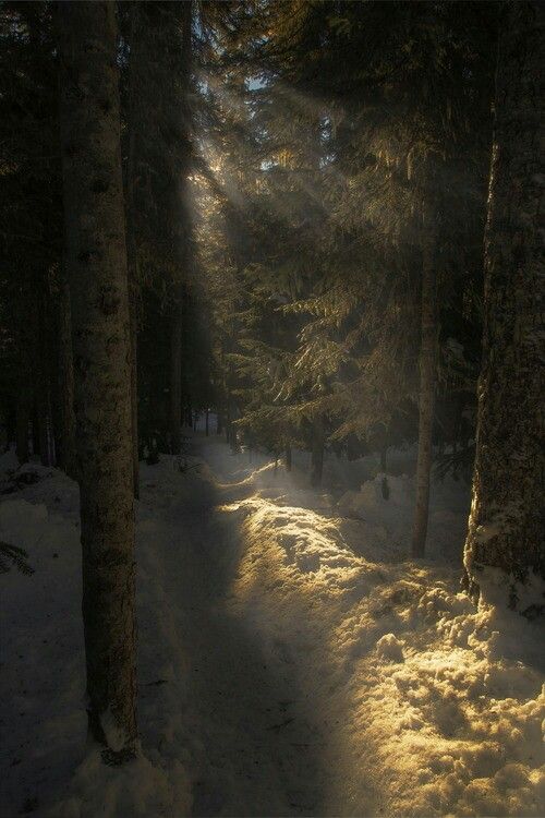 Sunlight streaming through trees over a snowy forest trail in winter woodland habitat
