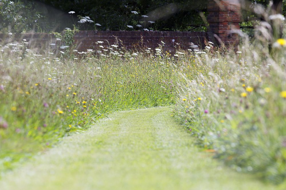 Transform Your Lawn Into a Wildflower Meadow This Spring: A Step-by-Step Guide