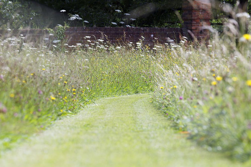 Transform Your Lawn Into a Wildflower Meadow This Spring: A Step-by-Step Guide