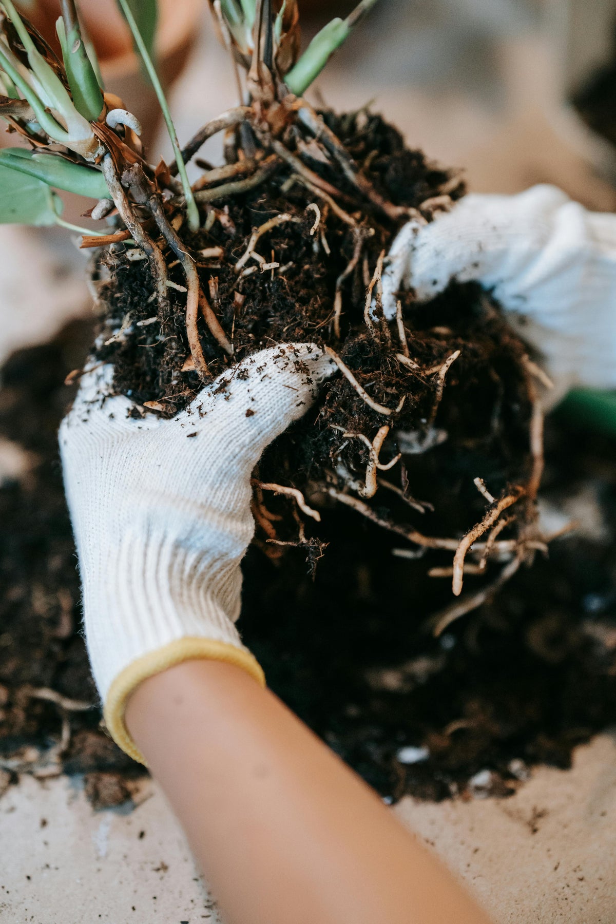 The Quiet Work of Roots: What’s Happening Under the Snow ...