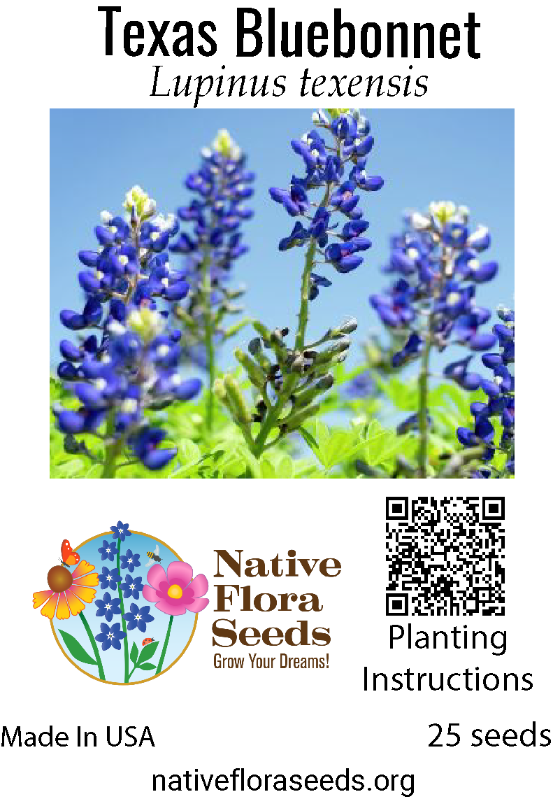 Texas Native Wildflower Seeds: What to Sow This Fall