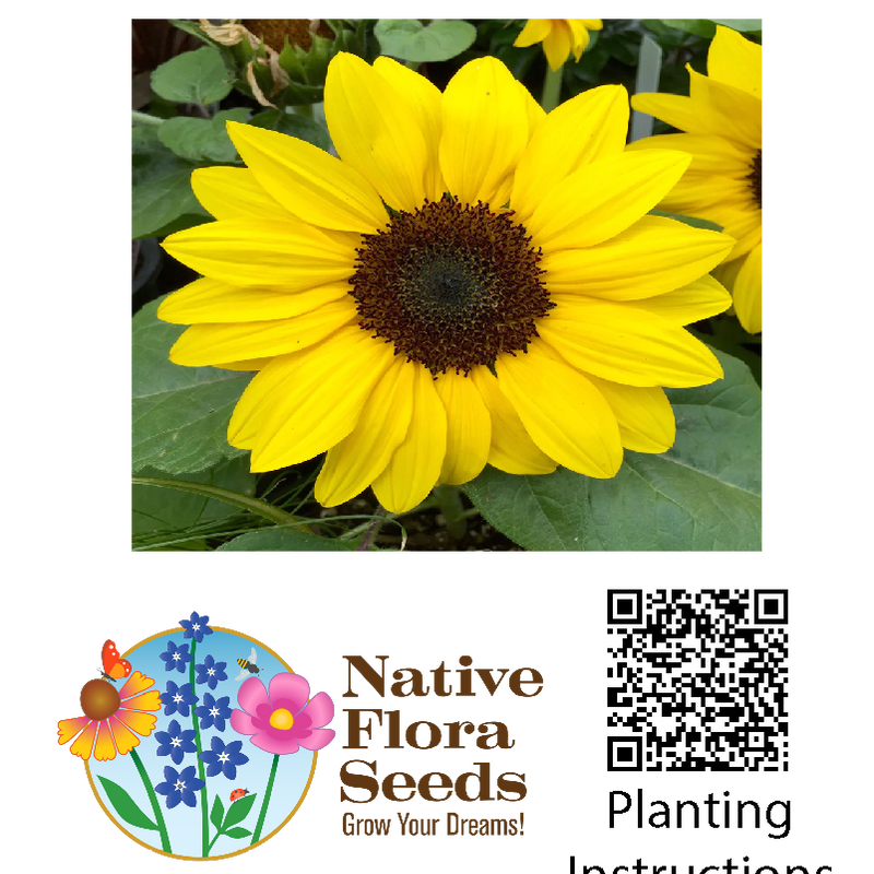 Native Sunflower Seeds - Premium Helianthus annuus for Wildlife Gardens
