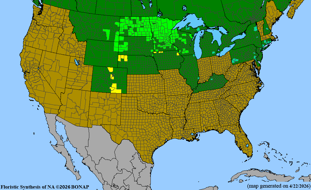 BONAP native range map for Agastache foeniculum