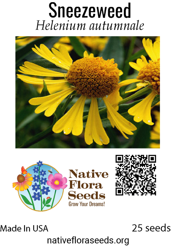 Sneezeweed Seeds - Native Helenium Autumnale | Late Summer Pollinator Wildflower