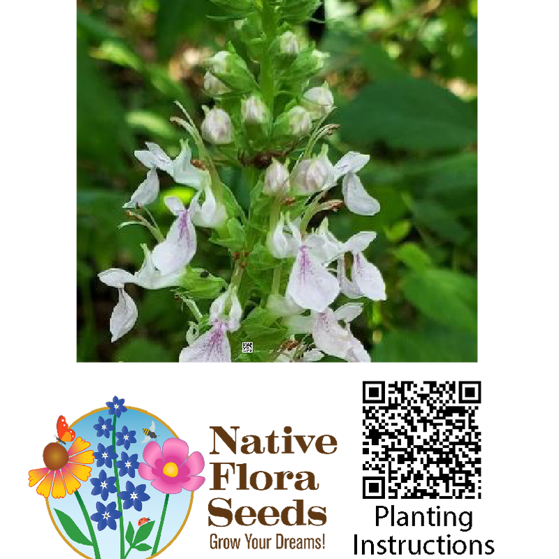 American Germander Seeds - Native Teucrium Canadense | Wetland Mint Family Wildflower