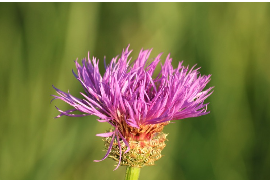 American Basketflower Seeds (Plectocephalus americanus) - Native Wildflower