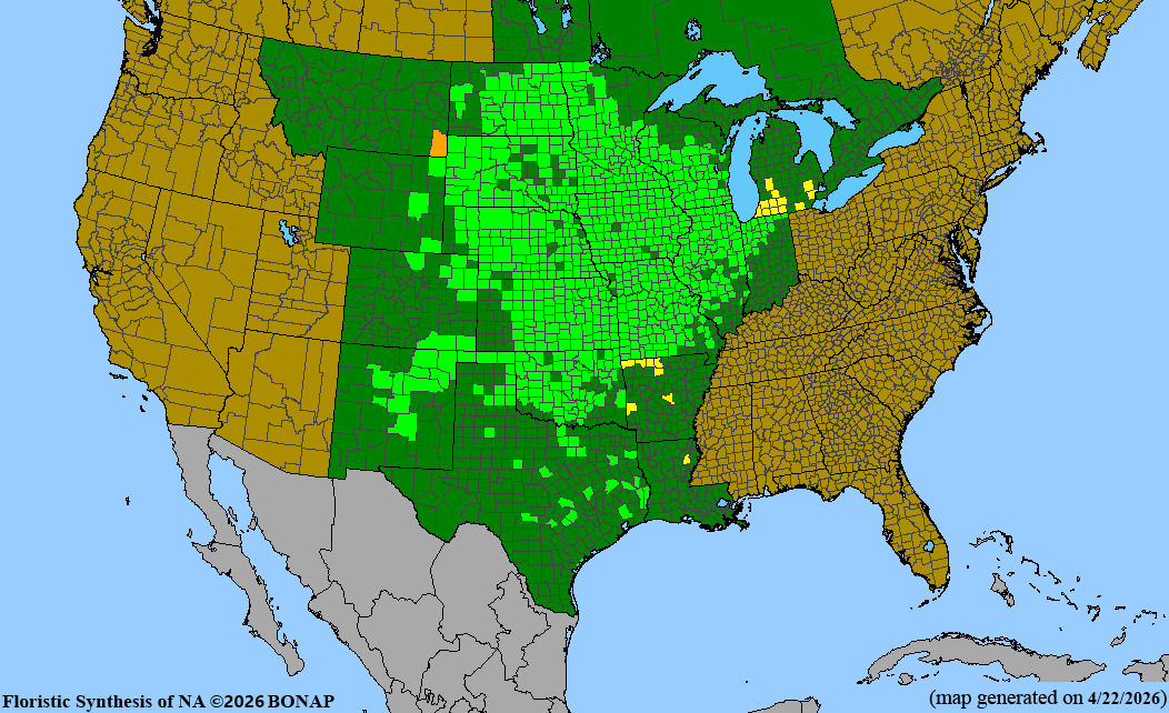 BONAP native range map for Amorpha canescens