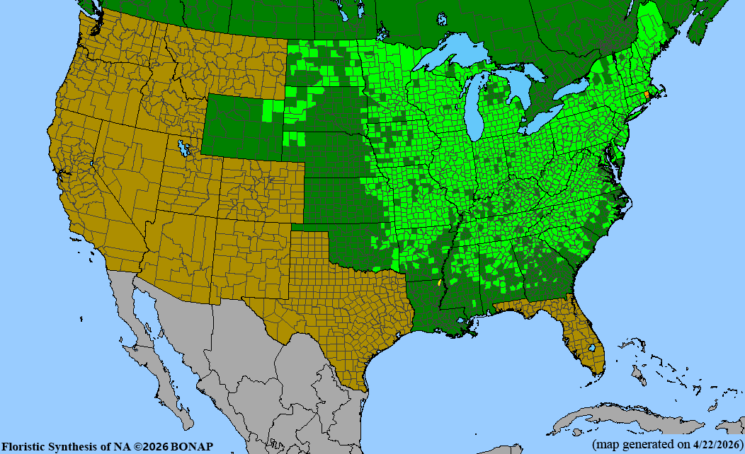 BONAP native range map for Anemone virginiana