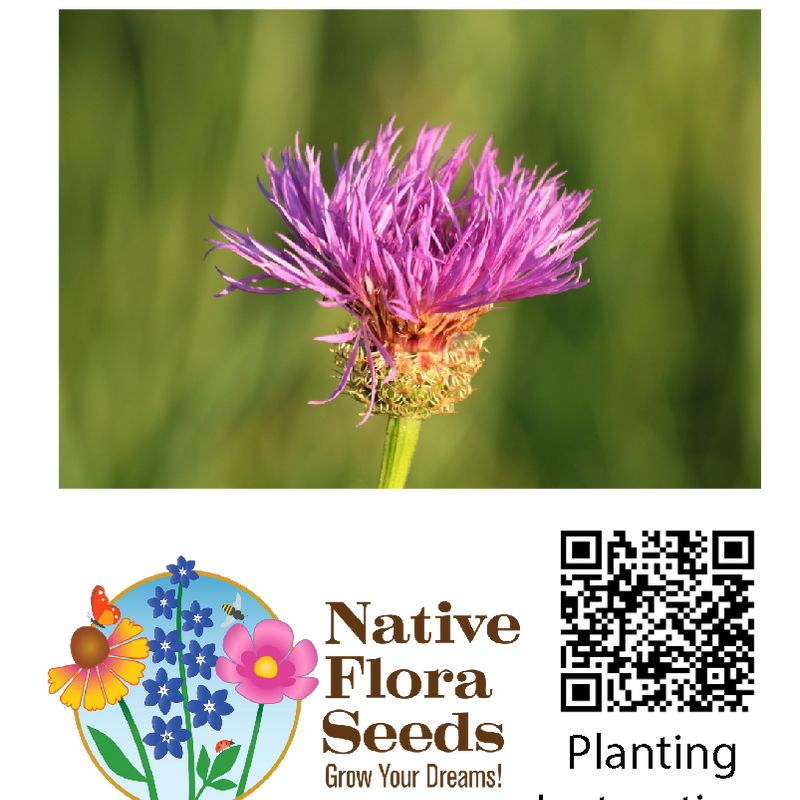 American Basketflower Seeds - Native Wildflower (Centaurea americana)