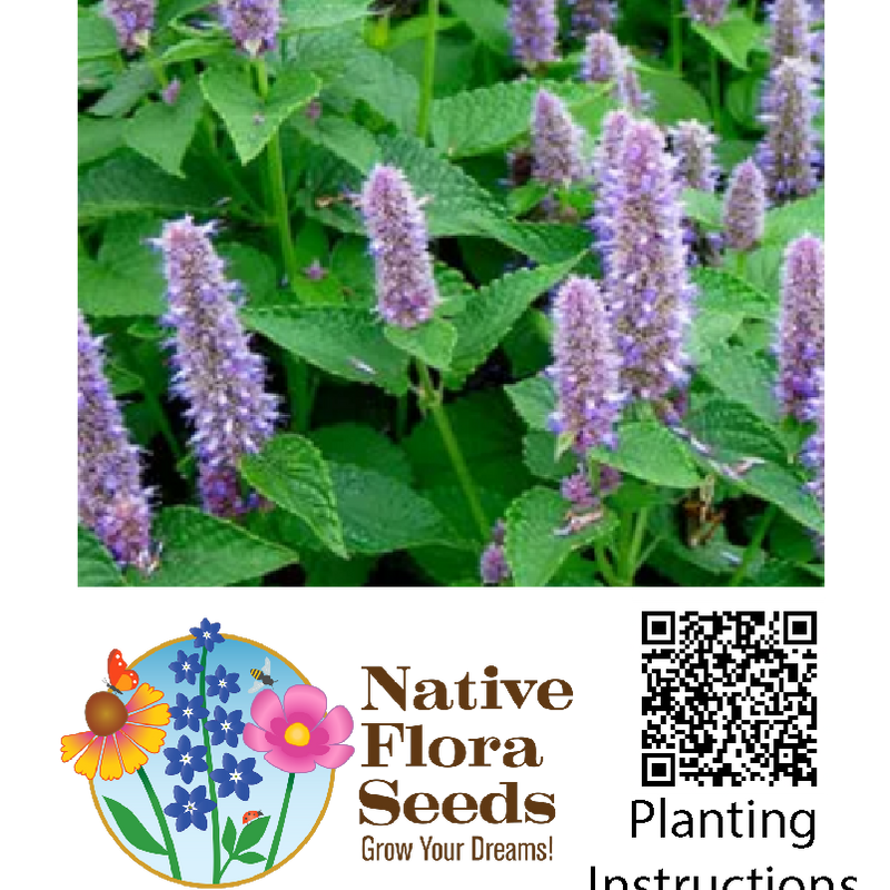 Anise Hyssop Seeds - Native Perennial Herb (Agastache foeniculum)