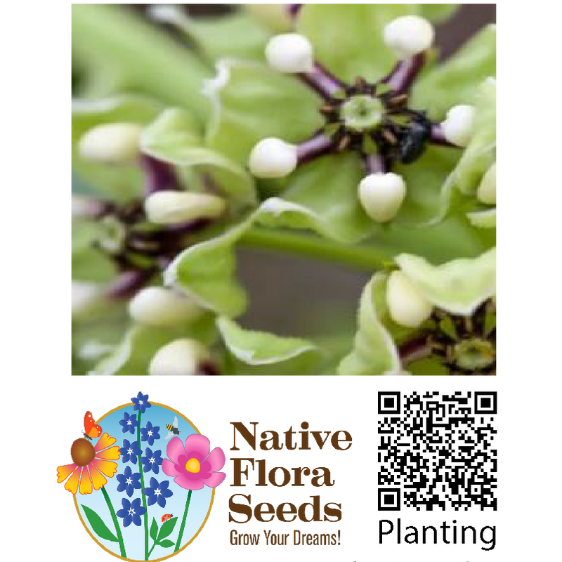 Antelope Horns Seeds - Native Milkweed (Asclepias asperula)