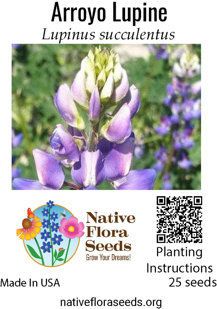 succulent lupine Arroyo Lupine Seeds - Native California Wildflower
