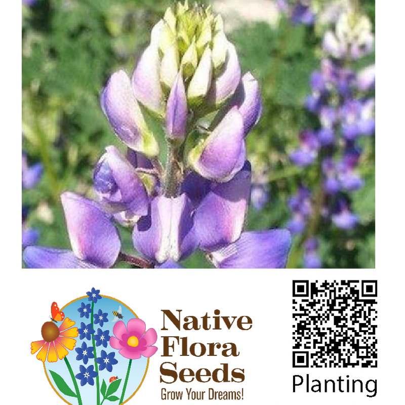 Arroyo Lupine Seeds - Native Wildflower (Lupinus succulentus)