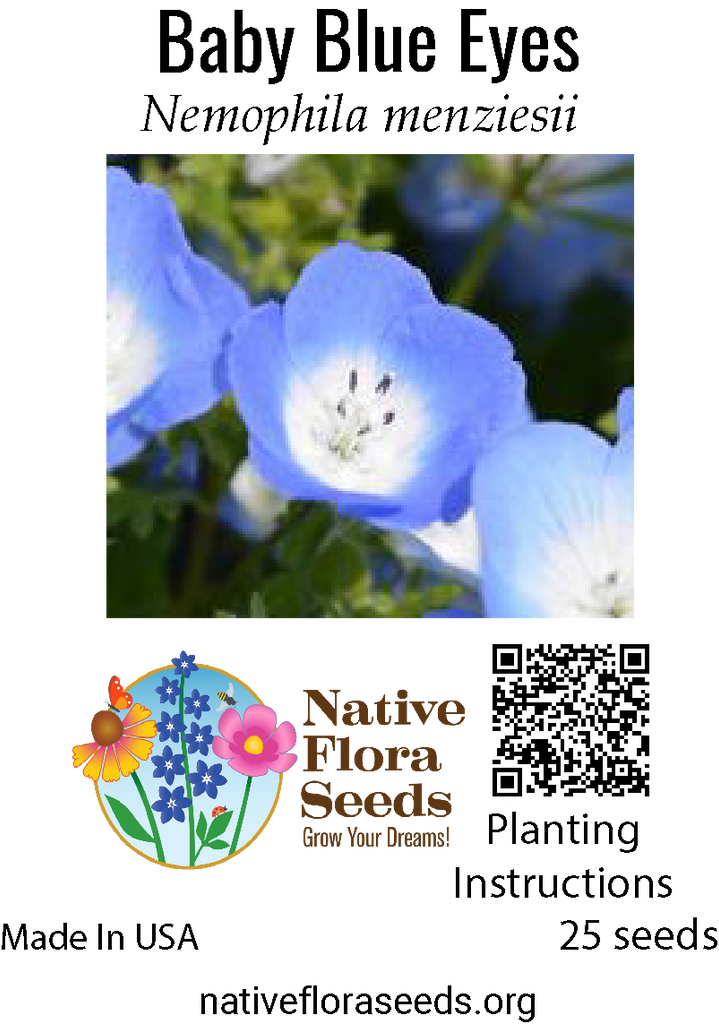 nemophila flower seeds Nemophila Menziesii 'Baby Blue Eyes' (300 Seeds)