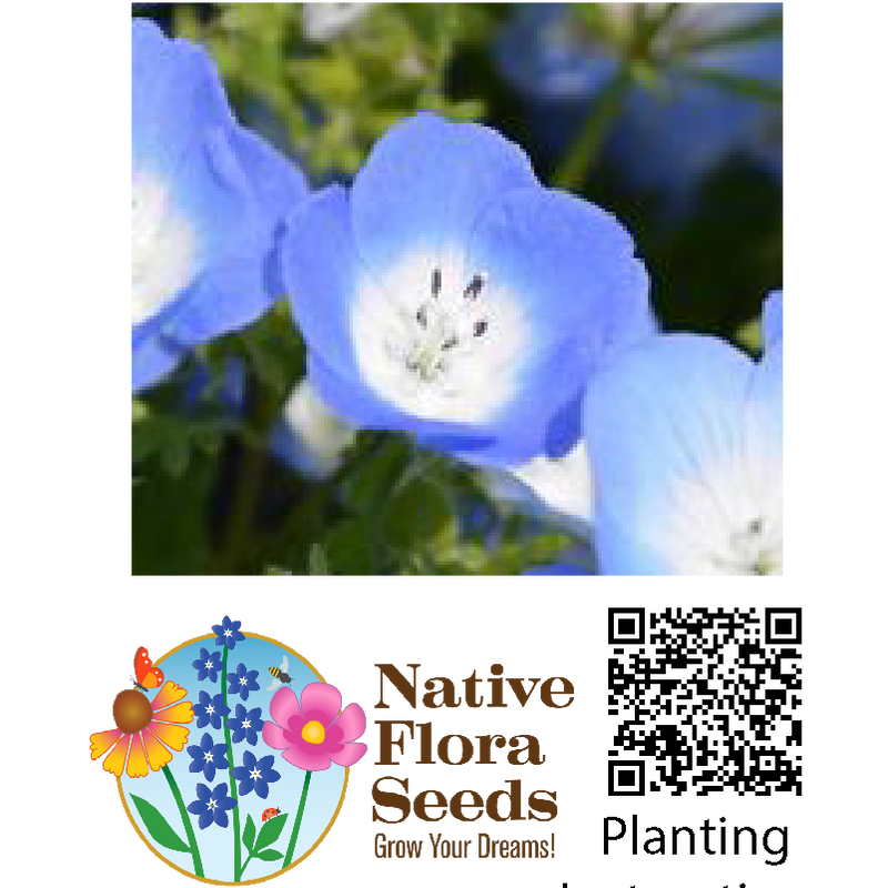 Baby Blue Eyes Seeds - Native Annual Wildflower (Nemophila menziesii)