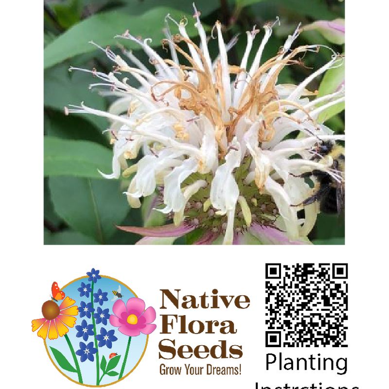 Bee Balm Bradbury's Seeds - Native Perennial Herb (Monarda bradburiana)
