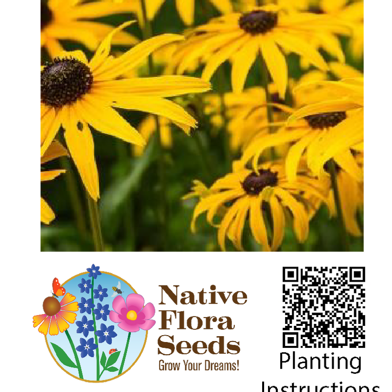 Black-Eyed Susan Seeds - Native Rudbeckia Hirta | Bright Yellow Pollinator Wildflower