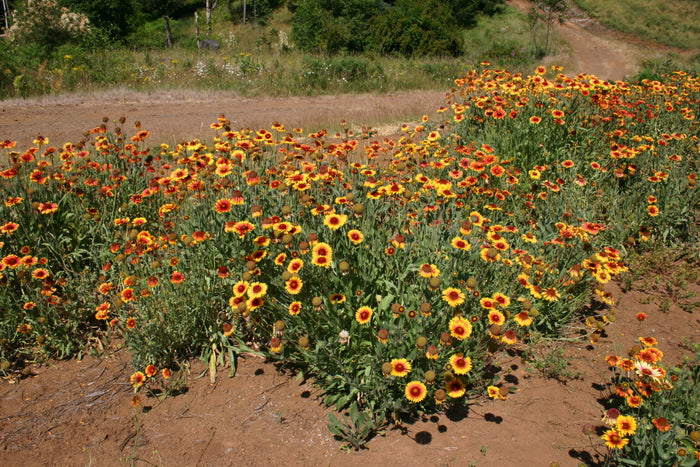 Drought Tolerant