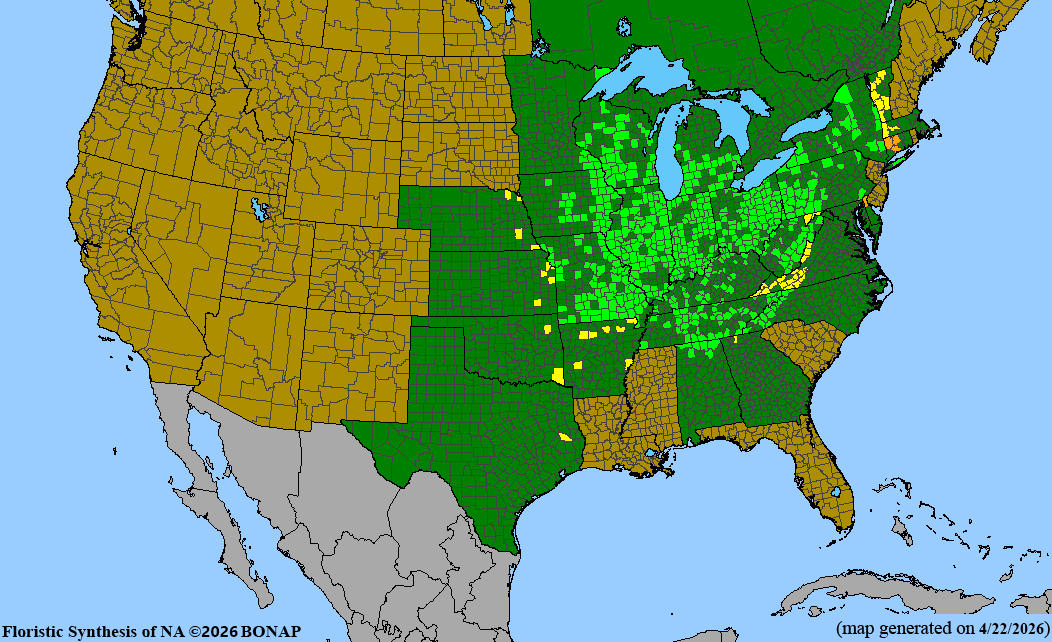 BONAP native range map for Blephilia hirsuta
