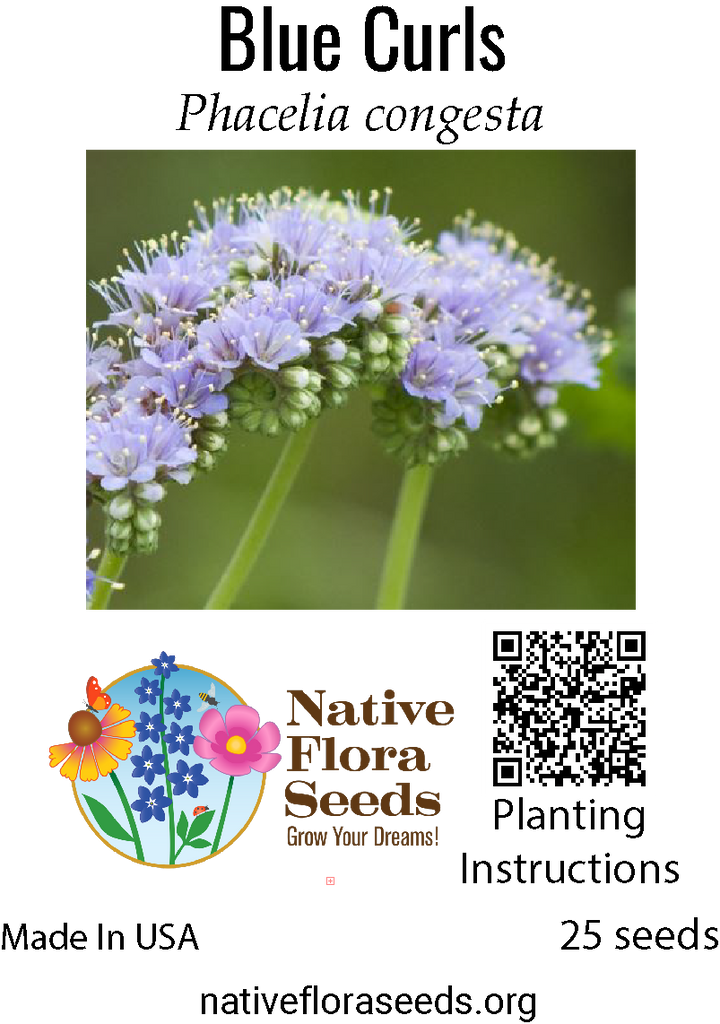 Blue Curls Seeds - Native Trichostema Wildflower