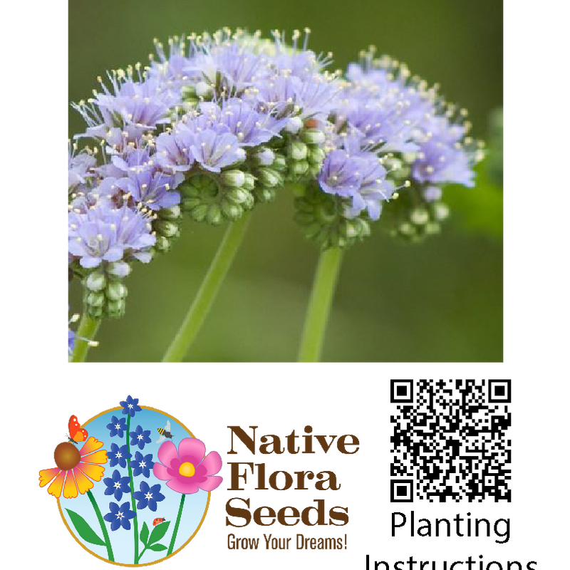 Blue Curls Seeds - Native Trichostema Prairie Wildflower