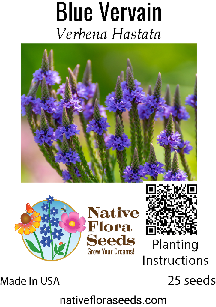 vervain plant seeds Blue Vervain Seeds